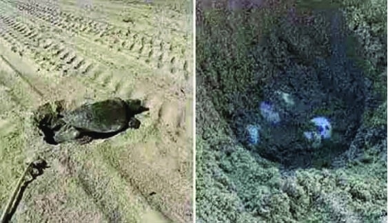 அமெரிக்க கடற்கரையில் அரிய வகை கடல் ஆமை முட்டையிட்டது: விஞ்ஞானிகள் வியப்பு! untitled 1 copy 56